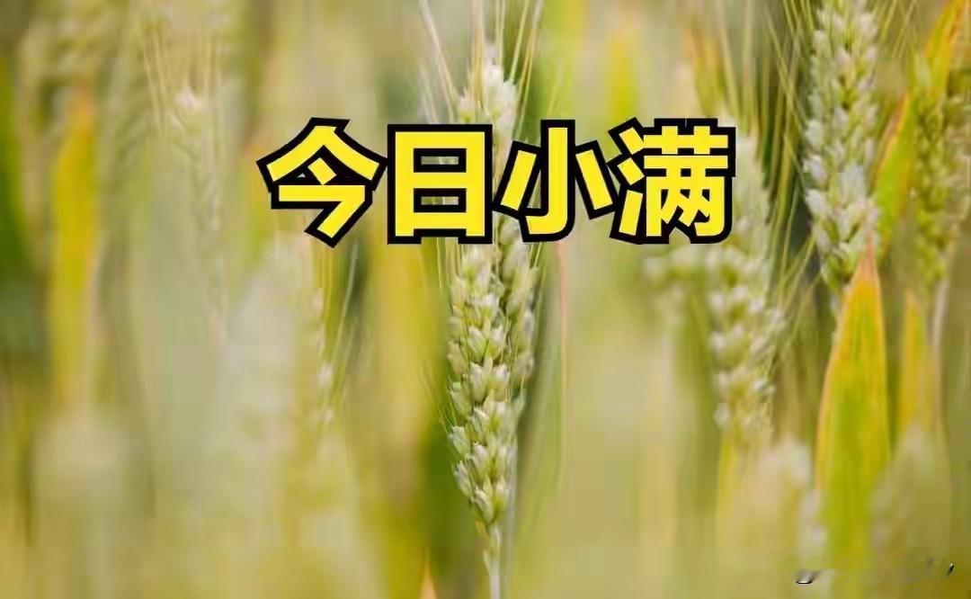 不是迷信！今日小满，白天5禁忌，晚上4注意，别忘了告诉家人今天是小满，麦粒