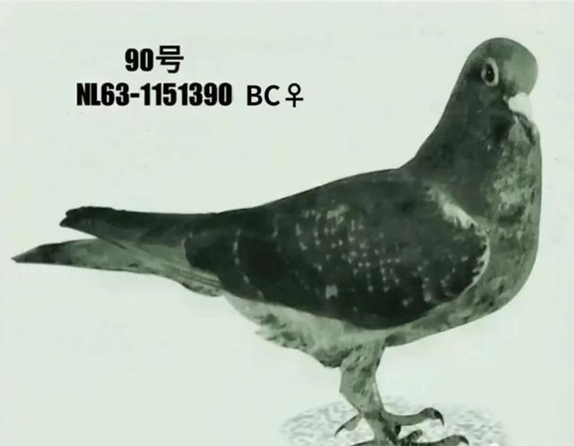 1967年我国放飞50羽军鸽穿越首颗氢弹爆炸的蘑菇云，但平安回来的只有45羽，正