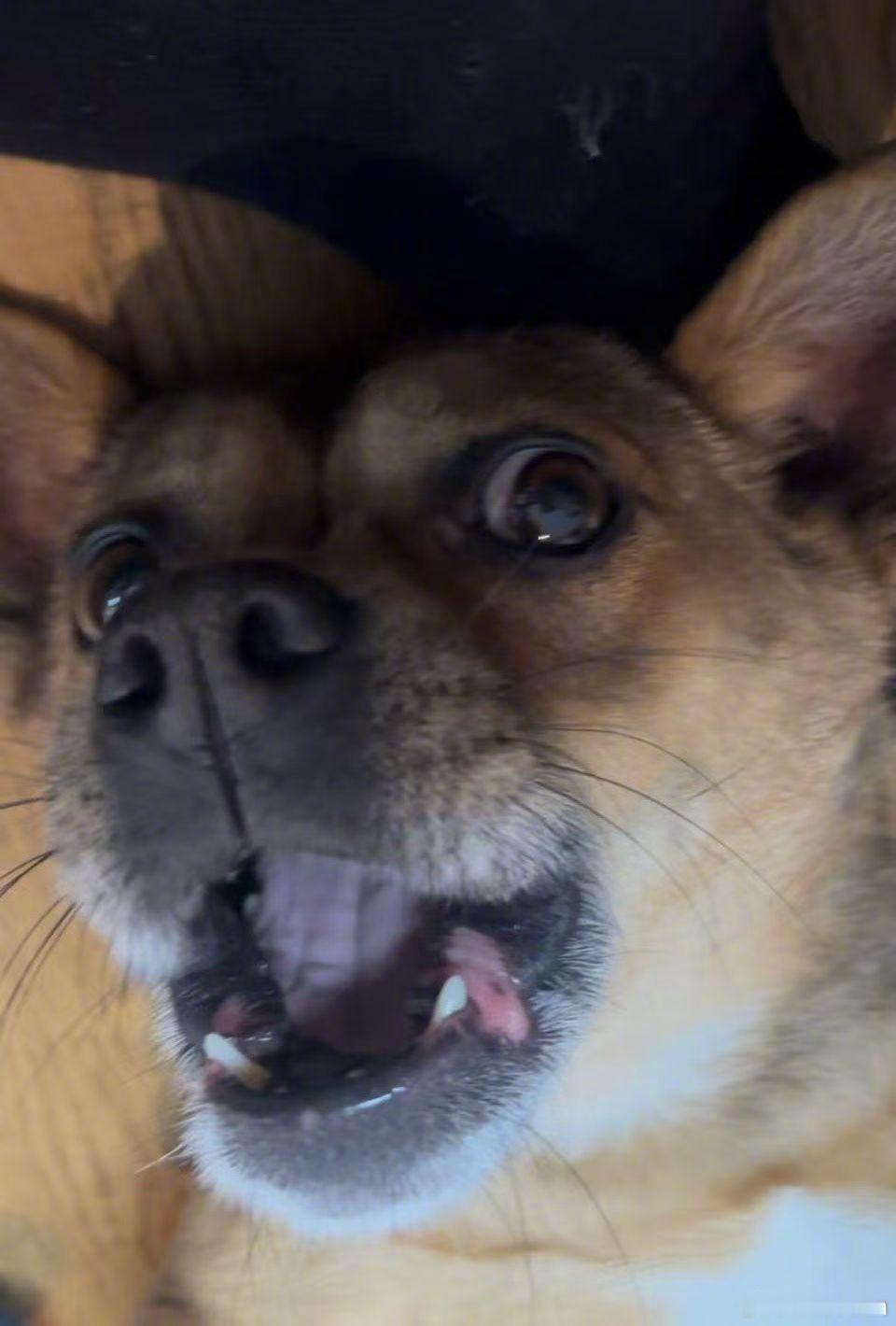 【孙俪呼吁爱护流浪动物】真的很喜欢孙俪笔下的日常~她说，这段时间她在外面拍戏，家