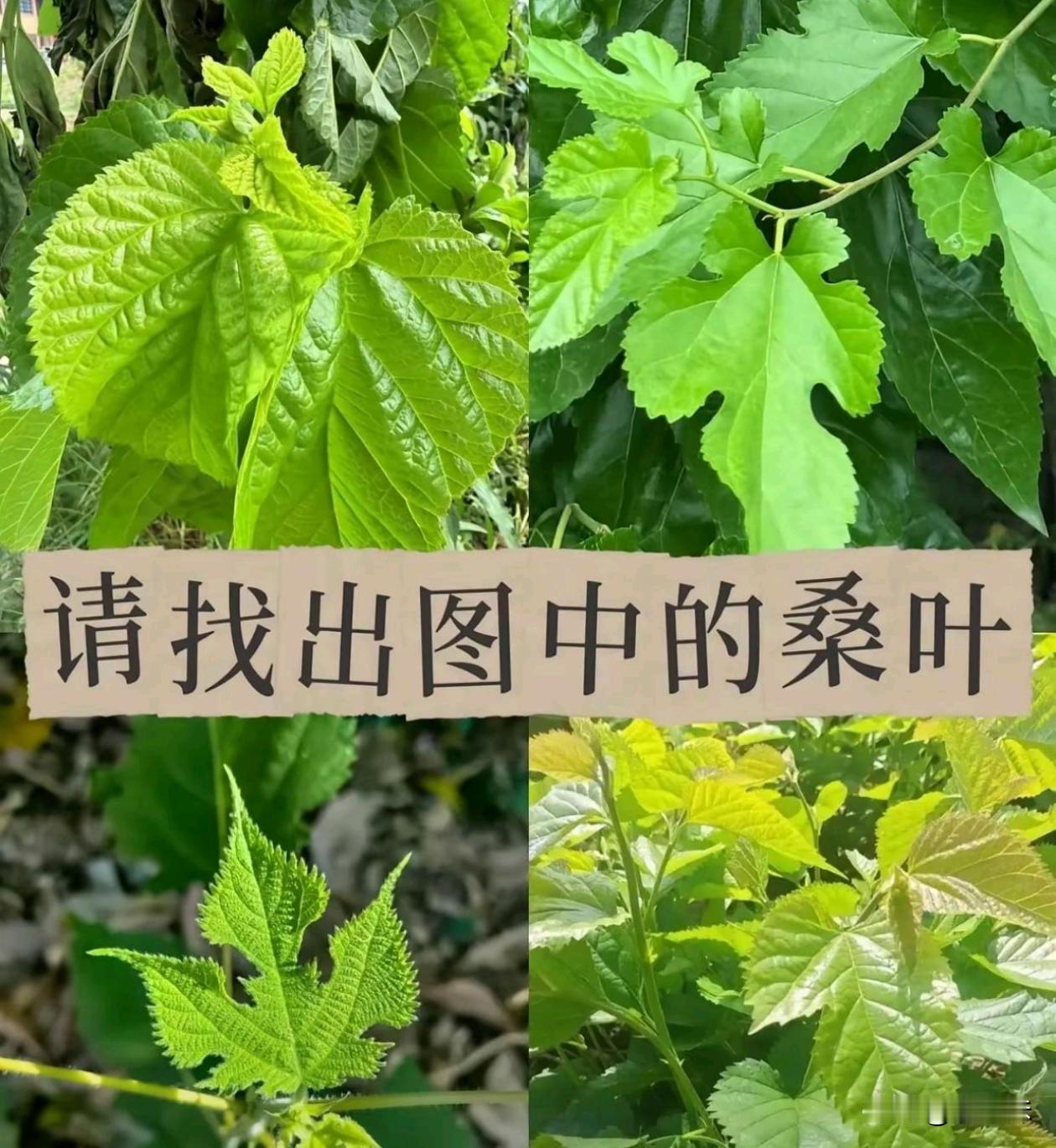 都说卷不动就回农村，图中哪一个是桑叶？