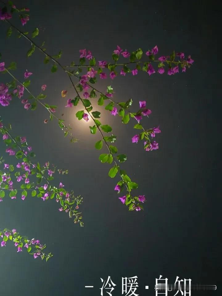 亲戚有一邻居，我姑且称她为小莲，比我还小两岁，儿子、女儿都已成家，大孙子三岁，小