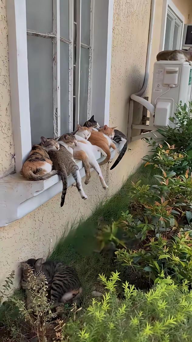 小区里有流浪猫，是我楼下一位退休老太太喂养的。晚上它们的叫声听起来怪吓人的。