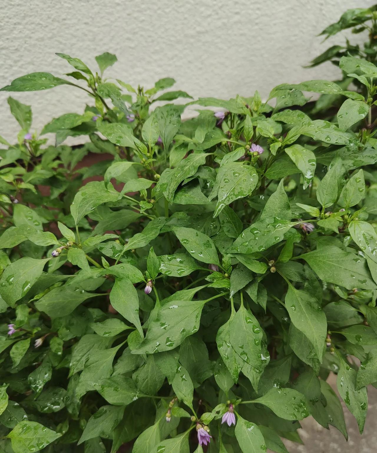 花盆里种了两棵五色彩椒，可是开了好久花不就是结果，花开的一层又一层，可一个果都不