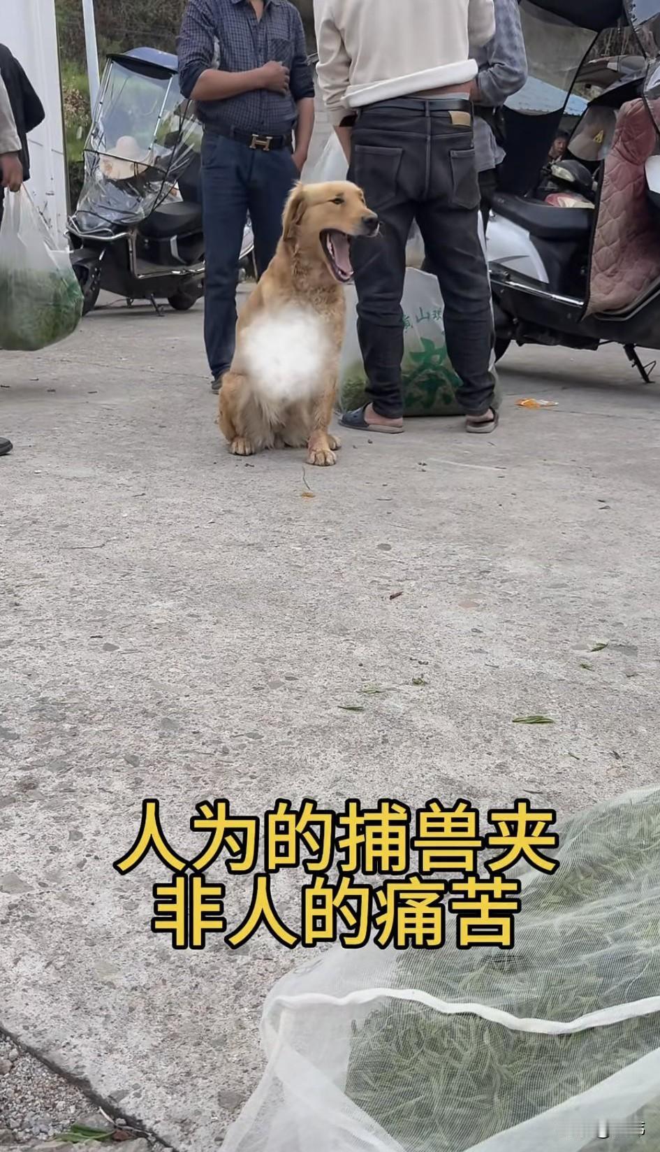 太可怜了！这天一位小哥哥去办事，当他来到一个集市的时候，看到无比凄惨的一幕，一只