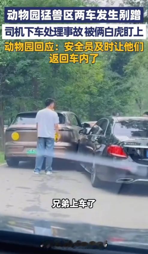 “心太大了！”8月31日，河北秦皇岛，一野生动物园内，两车发生剐蹭，车上的人竟全