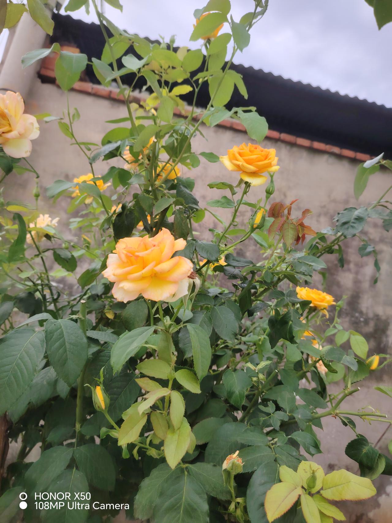 晒图笔记大赛各种颜色的月季花，娇艳欲滴，美不胜收，芳香迷人！