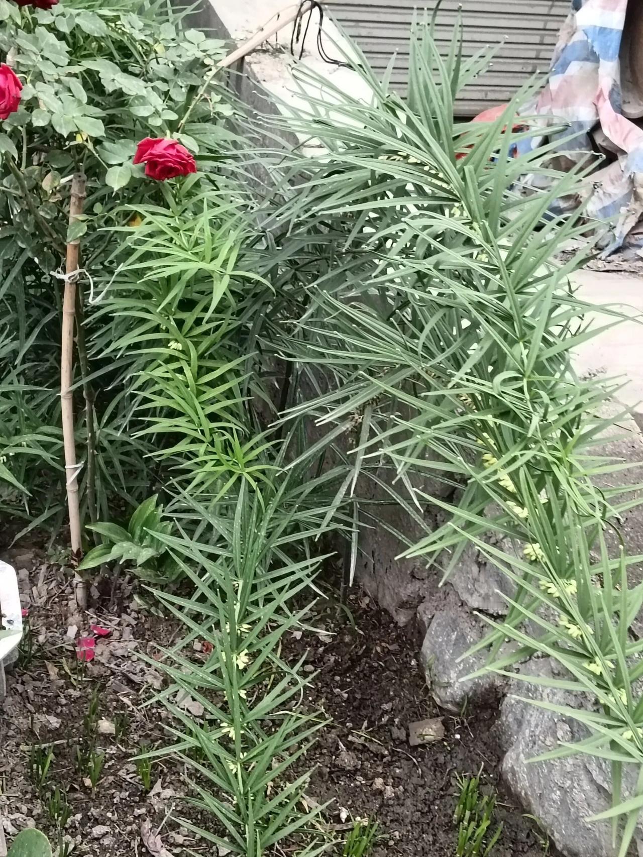 好友们有认识这个的吗？这是从山野上移植回来的中药材一一黄精。当初只有火柴梗大小，