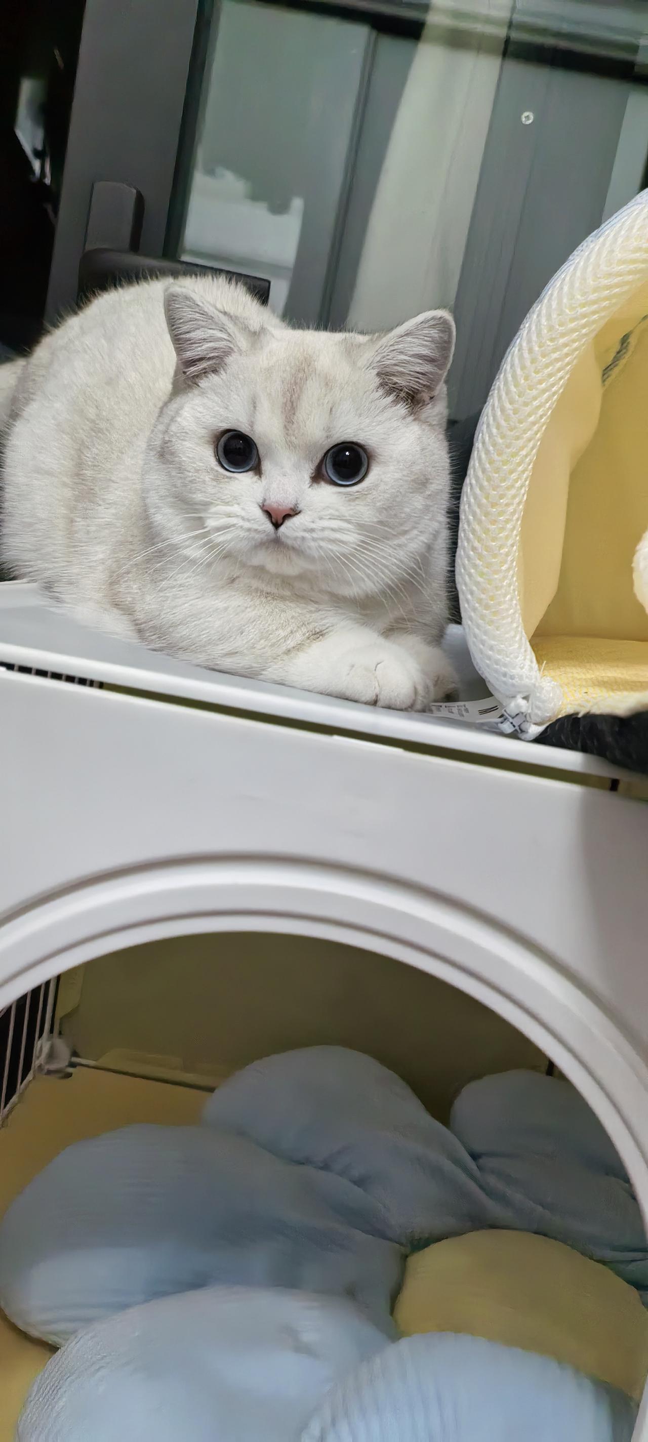 我们以前也不养猫咪的.所以也不太喜欢猫.自从我女儿卖了一只猫咪回家后.取名叫雪糕