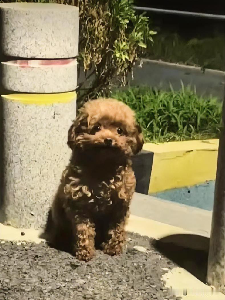 养宠续集：领养泰迪后的欢喜与忧愁，男子陷入两难抉择！一名男子领养了一只棕色泰