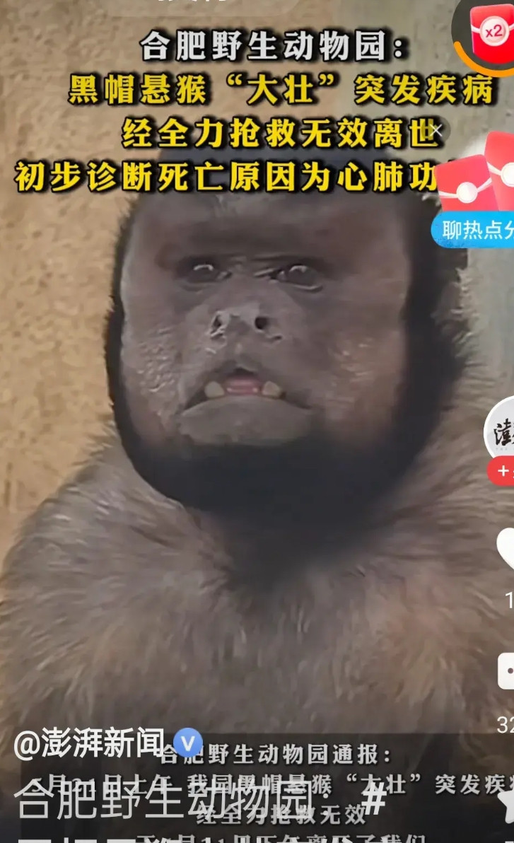 网红大壮好可怜，都是一帮闲人，非得把那个衰人和你关联一起，把你连累走了;合肥