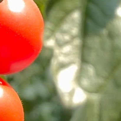 0000圣女果的种植方法栽种圣女果选用透气营养土，幼苗定植后放置向阳处养护。前期