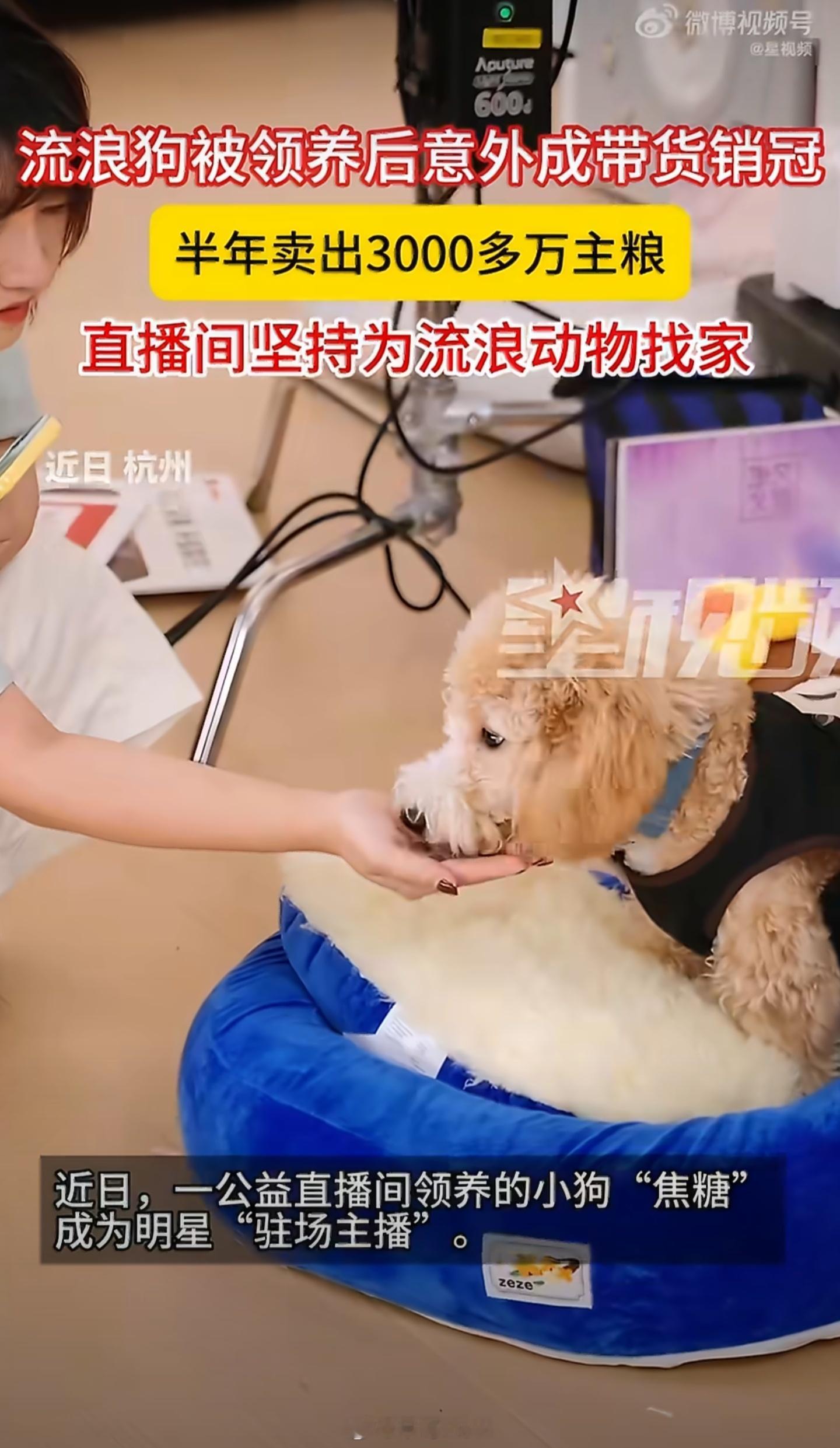 谁能想到，一条曾经流浪街头的小狗，半年时间竟然卖出了3000万主粮？从没人问津的