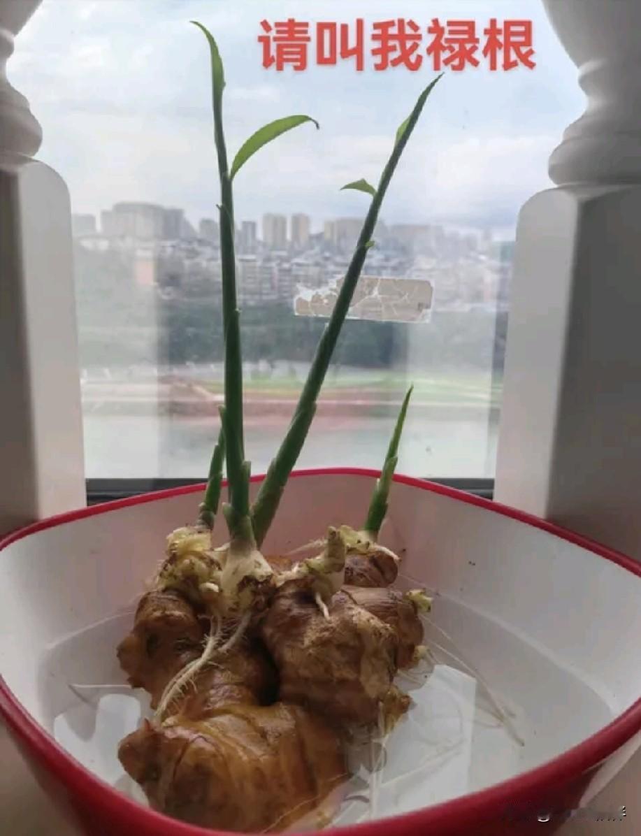 别再傻傻养花了！有经验的人都在养它，去霉增运，寓意超级吉利！很多人家里都喜欢