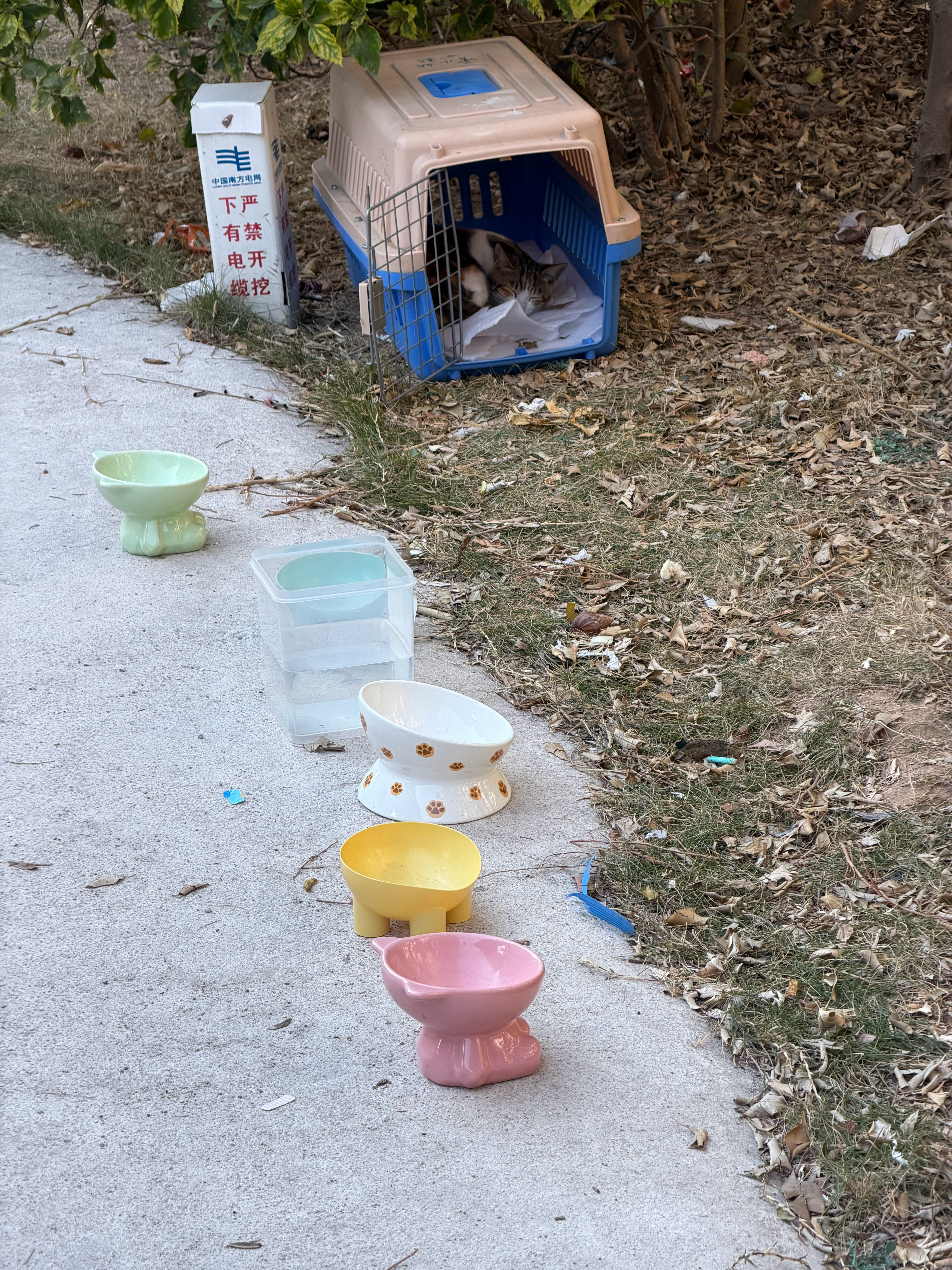 园区的流浪猫，有吃有喝有房子