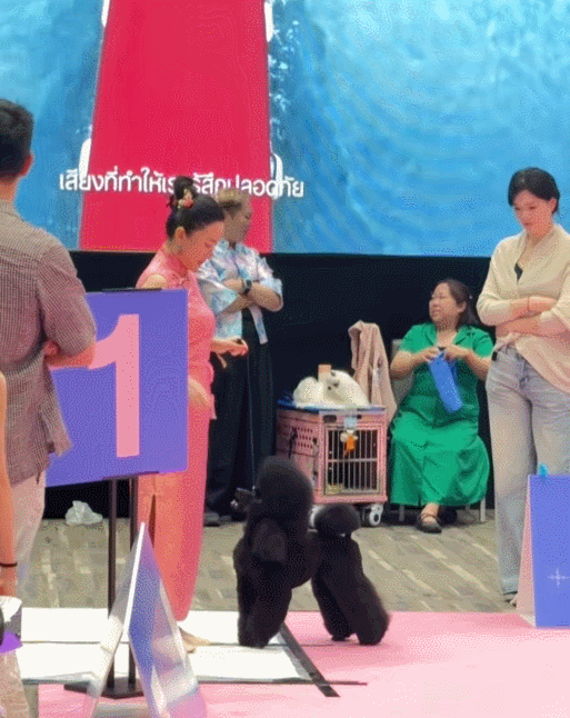 霍思燕和杜江在结婚10周年当天，把家搬到了北京郊区的一个大院里，占地高达数亩——