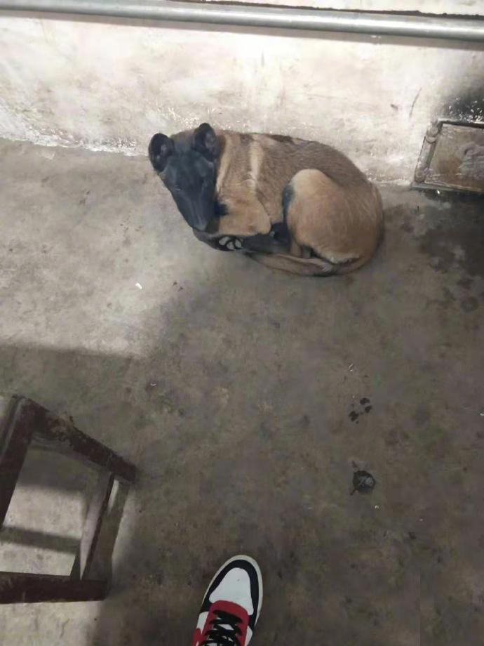 回老家路上捡到的狗子，顺道一起带回了家，网友姓王，大家帮狗子起个名字吧…