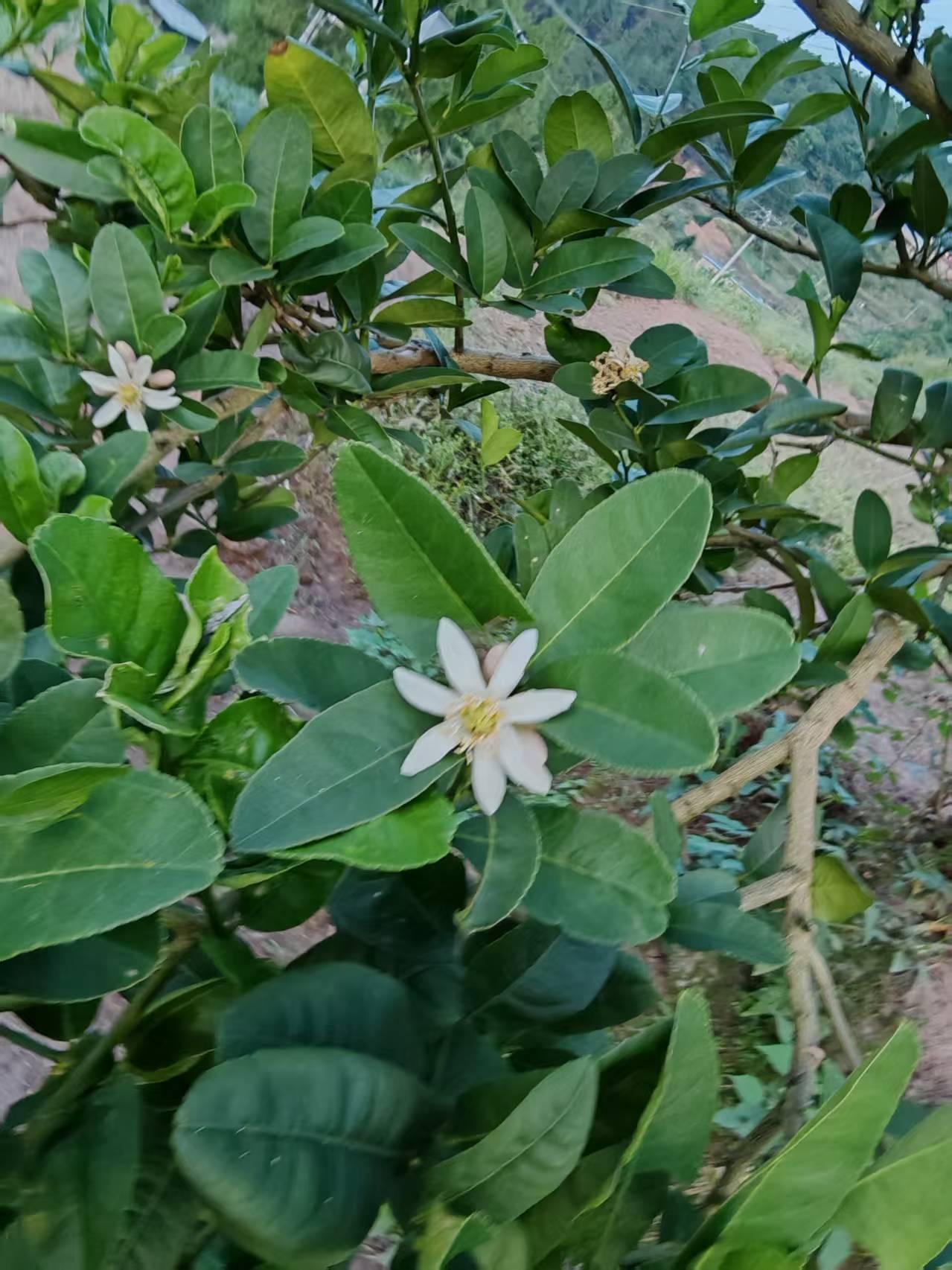 这个植物叶子很绿，小花也很漂亮，果子也很好看。听当地人讲，果子很好吃，功能很多。