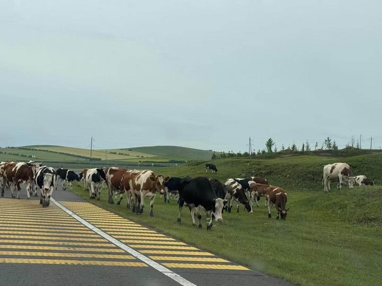 今儿在草原公路上开车，直接被一群牛给拦路了！本来想着一路看草原风光挺惬意，