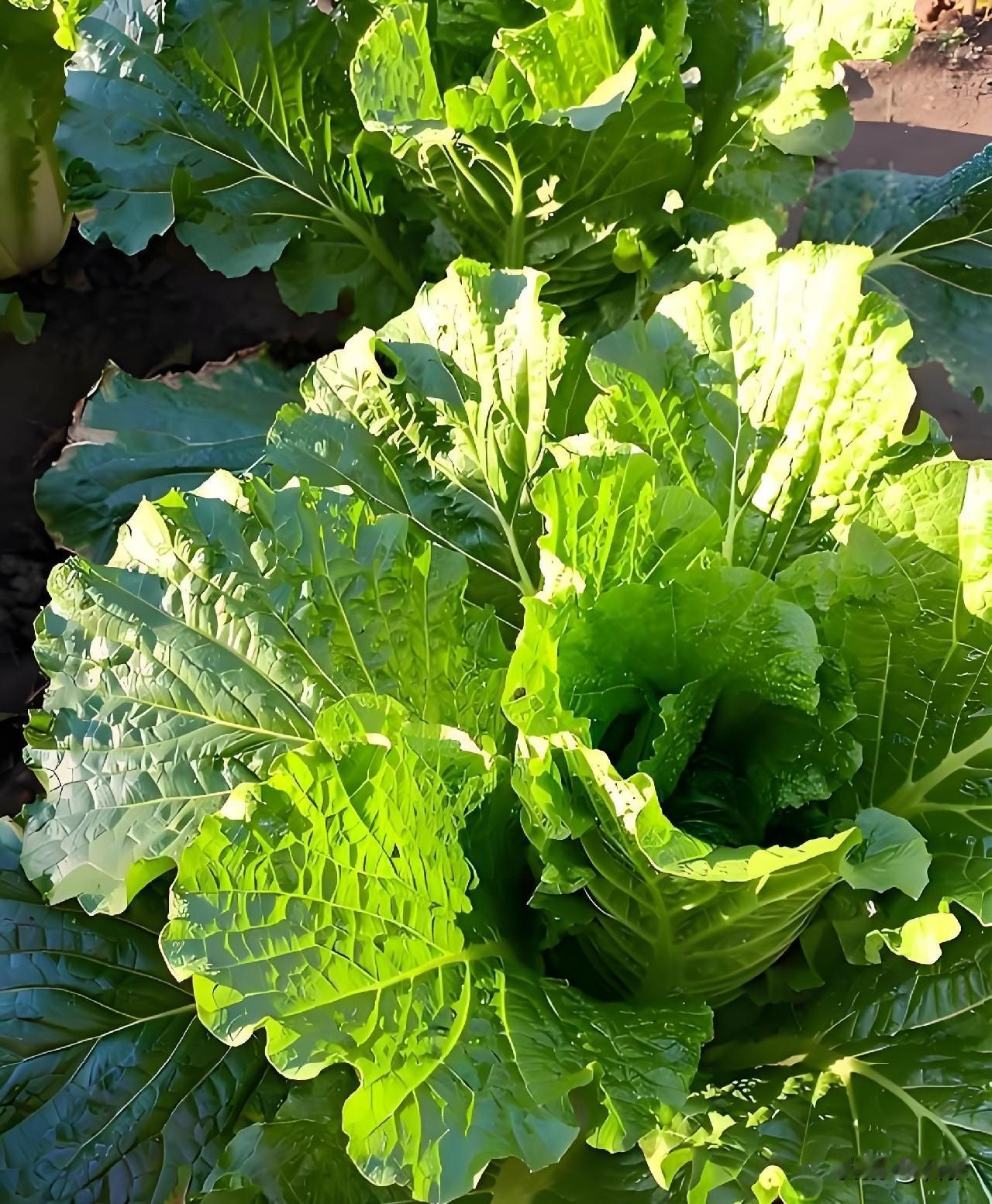 萝卜和白菜的施肥关键，你了解吗？种白菜和萝卜施肥不能一概而论，两种蔬菜需求不