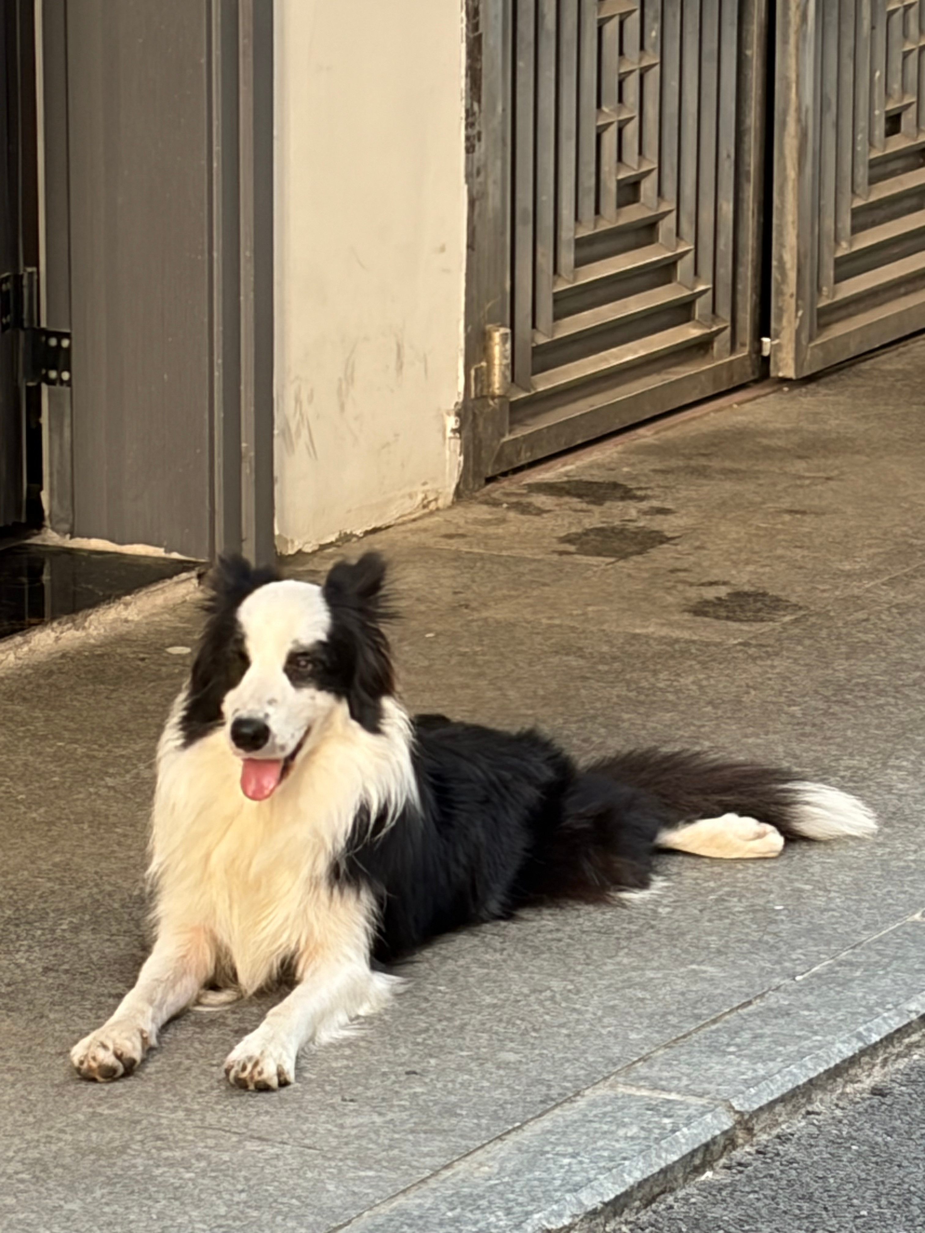 看到一只边牧会趴着坐，有点酷！教老大半天不会