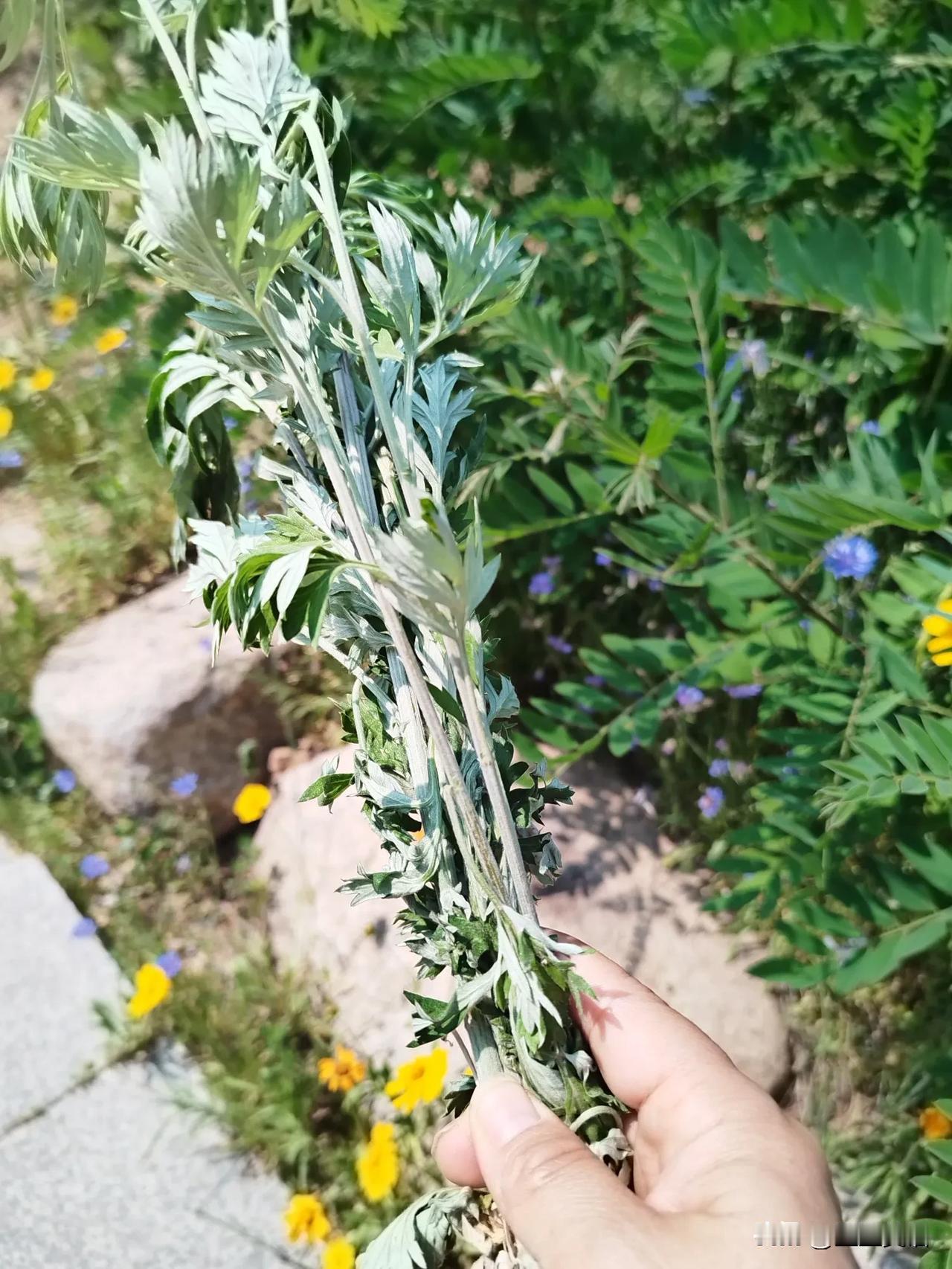 今天比较了两次，心态平衡了[捂脸哭]去爬山，拔了几棵艾草，洋洋得意地坐在路边休