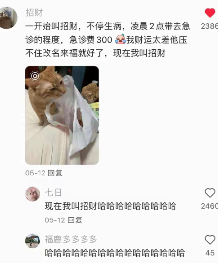 现在我叫招财，哈哈