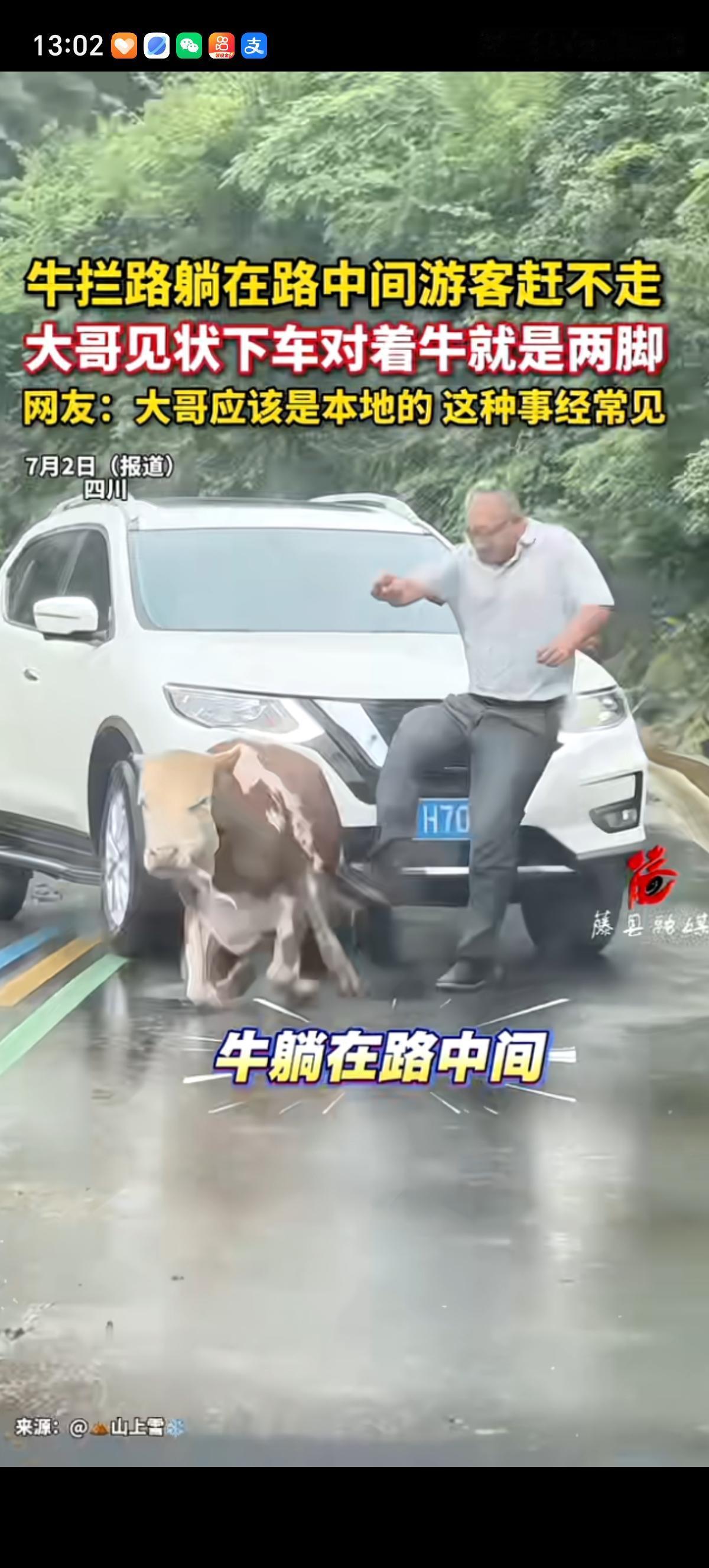 四川的川西山区旅游公路上，大花牛横在马路中间趴着不动弹，路过的的一个大哥从车上下