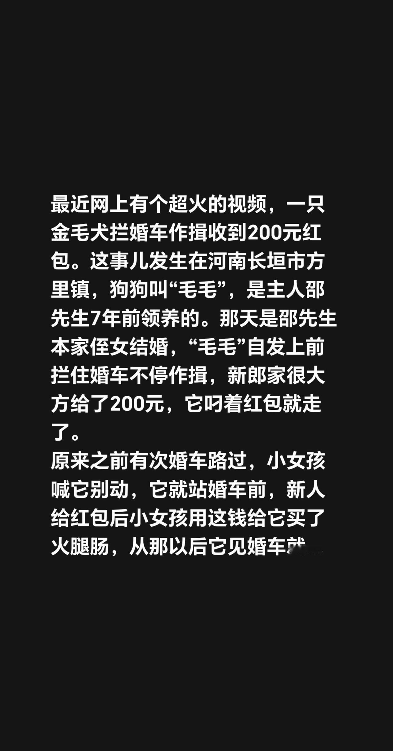 最近网上有个超火的视频，一只金毛犬拦婚车作揖收到200元红包。这事儿发生在河南长