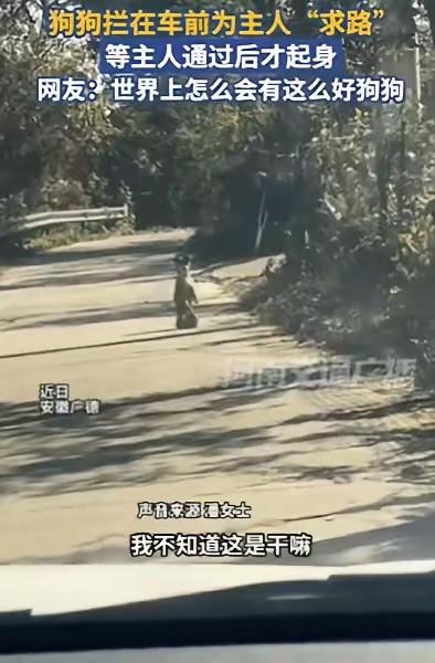 太绝了！安徽女子开车遇条狗拦路，刚想绕开，狗狗居然“噗通”跪车前，