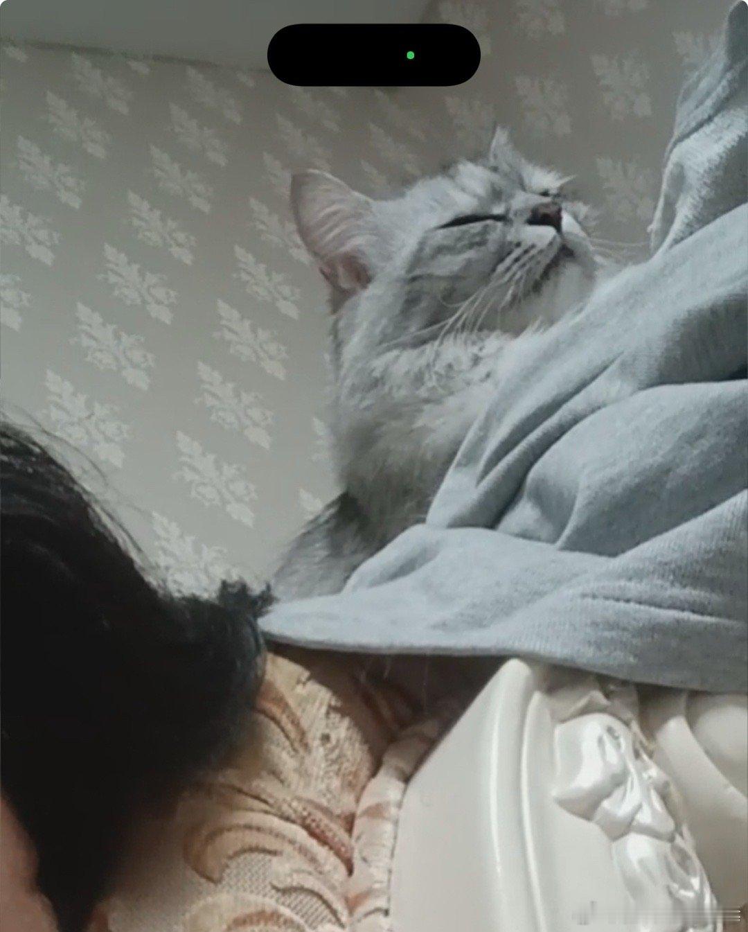 和老公视频，猫一听我声音就来了。要求他替我撸猫。​​​
