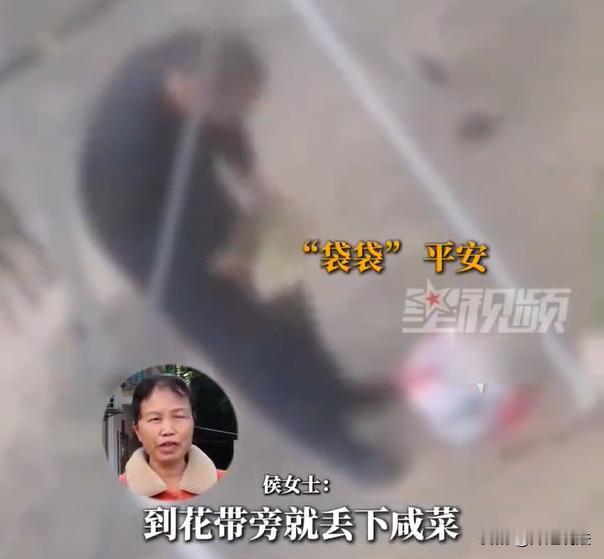 广东梅州，侯女士家里丰收了很多梅菜，跟丈夫二人辛苦酿造，然后都晒在家门口。有一天