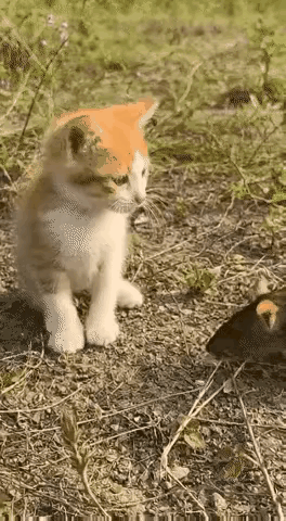 这个笨老鼠，遇到猫都不知道赶快逃跑。还主动去逗猫，想跟猫玩跟猫做朋友啊？猫才不