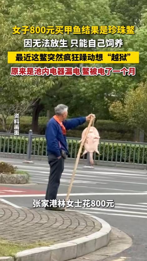 “笑不活了！”6月23日报道，江苏张家港，一女子花800块买了只珍珠鳖，自己又置