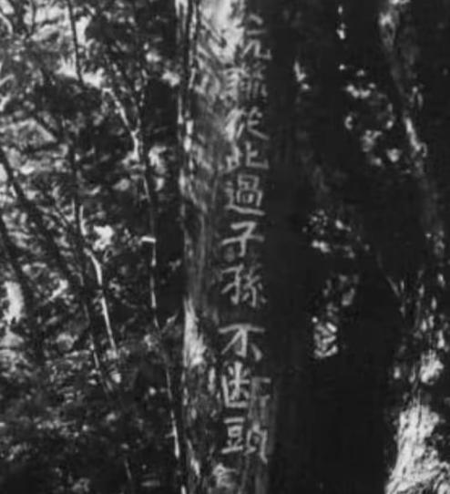 1983年，靖宇县一个护林员在老林子里溜达，突然对着棵树“噗通”跪下了，手里半块