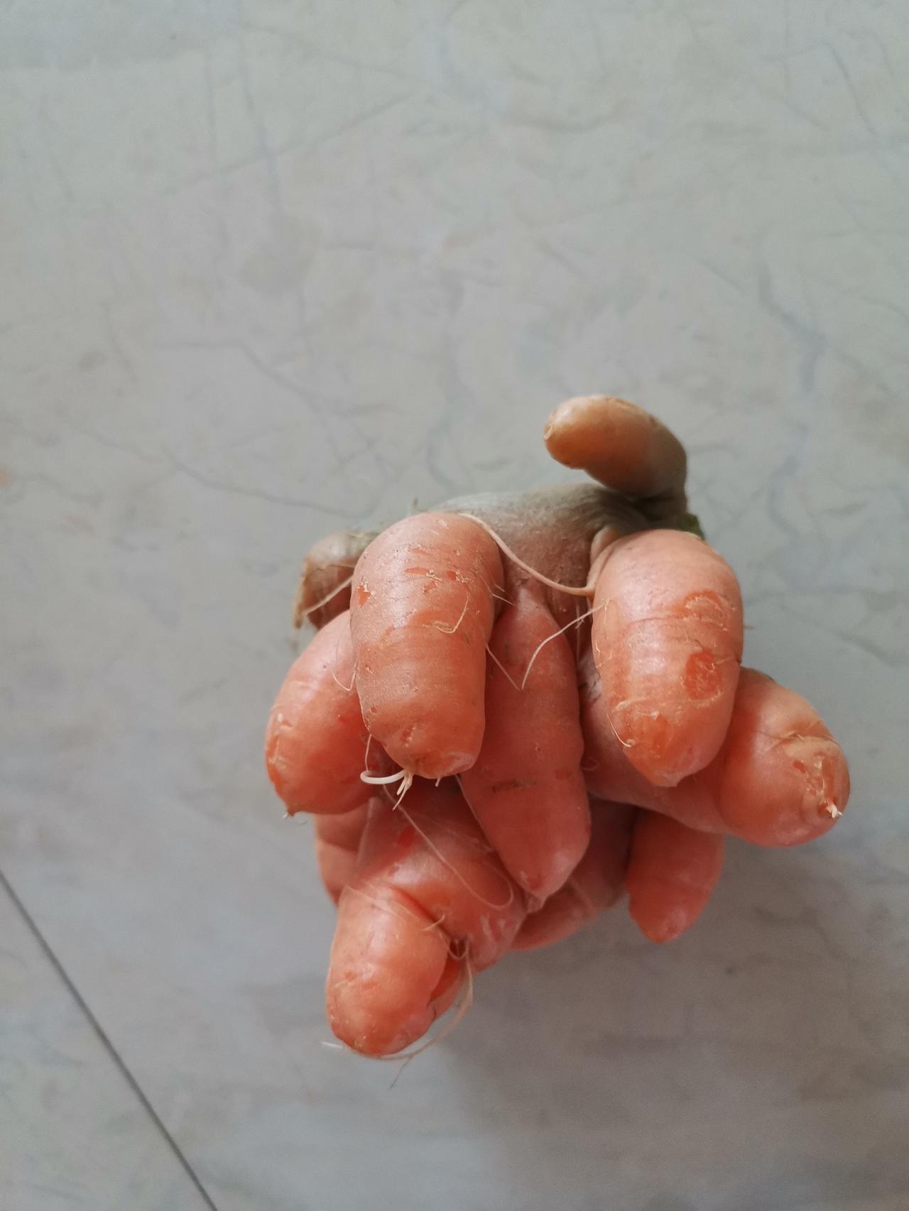 回了趟老家，老妈竟给我带了些东西，说是她种的多子萝卜。这种形状的红萝卜，市场上根