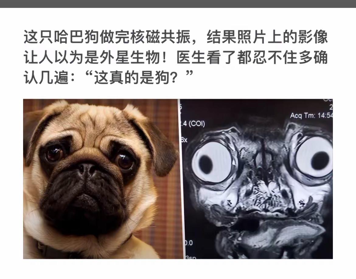 “哈巴狗核磁共振照，外星生物？！”🐶🔍👀