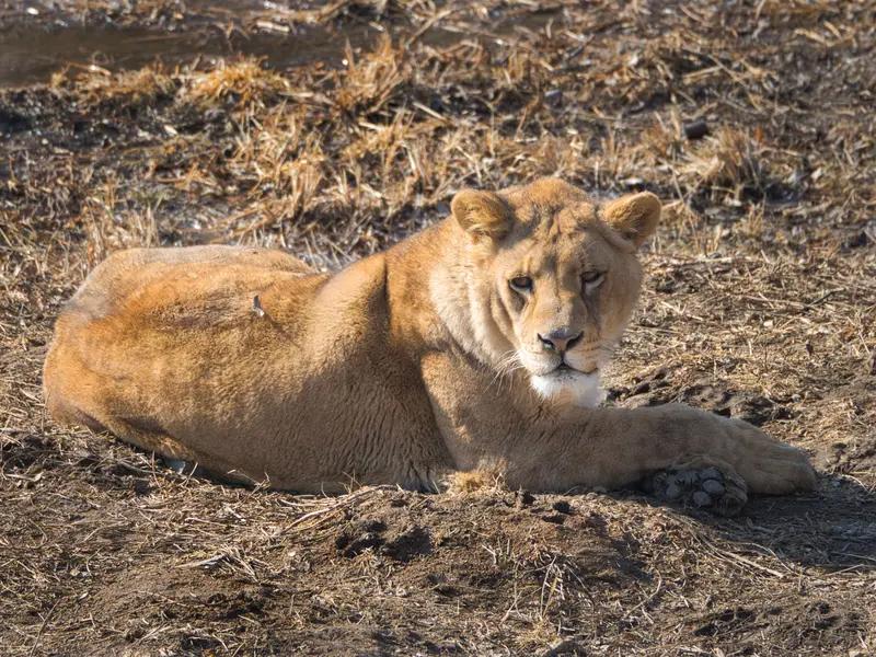 同志们，世界上什么动物最“狠”？不是老虎狮子，答案你绝对想不到！家人们，提