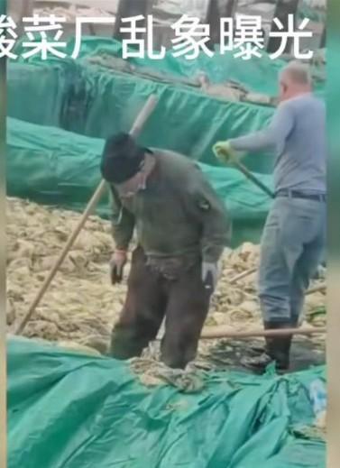 辽宁省兴城酸菜厂乱象曝光,那些工人穿着个靴子,在酸菜池里走来走去。抽烟的吐痰的,