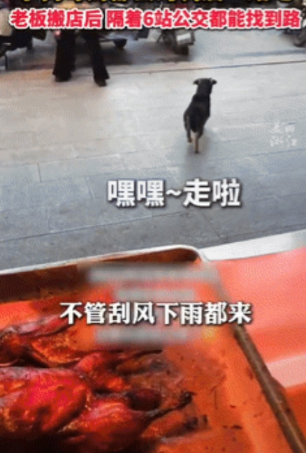 “看哭了！”江苏常州，一烤鸭店老板搬店后，2年前不管刮风下雨都要来蹭鸭屁股的小土