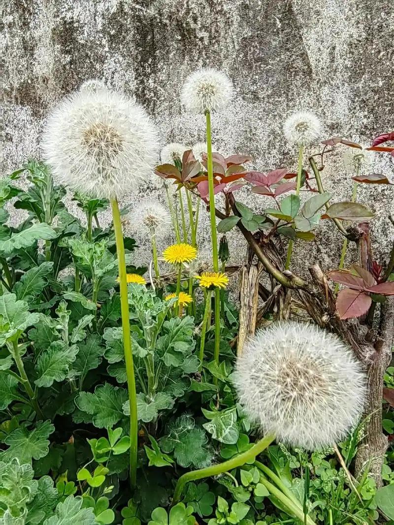 【蒲公英茯苓百合茶】蒲公英5（克）百合5茯苓5橘皮5甘草5桑叶5枸