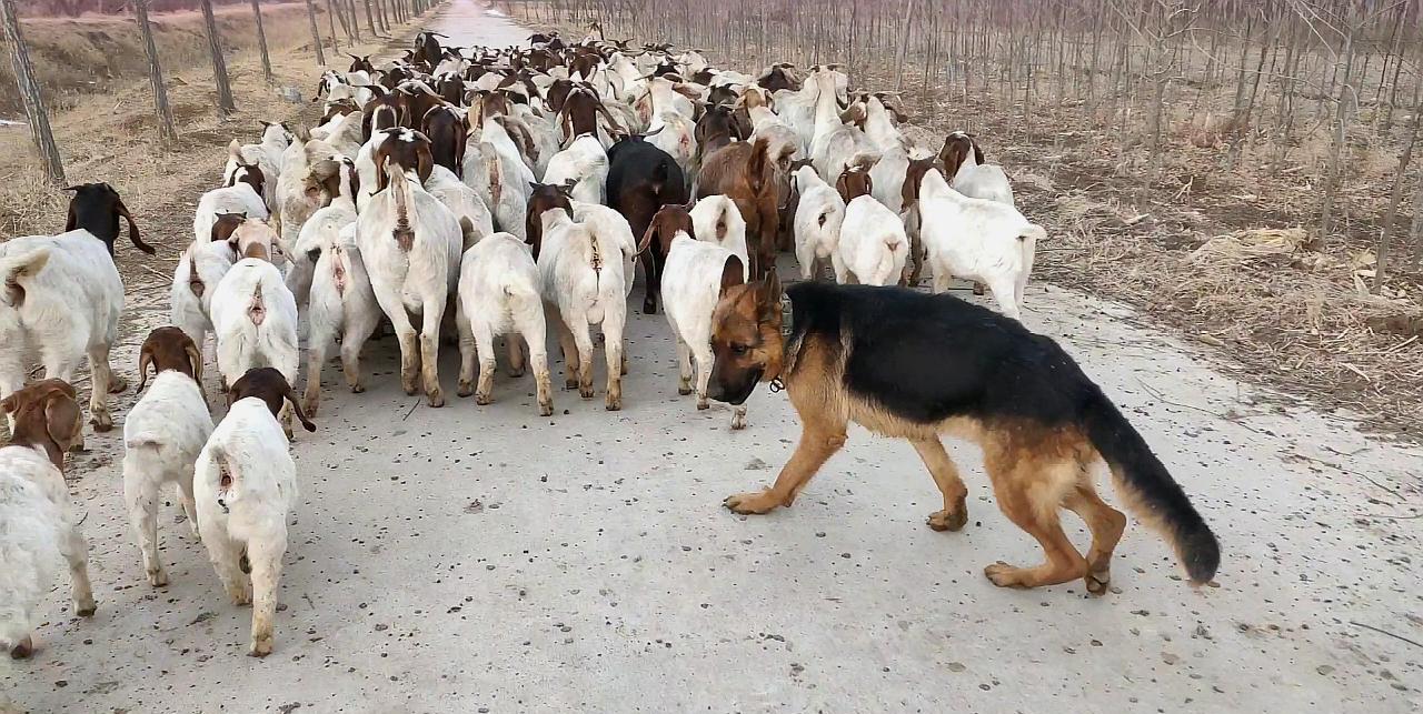 ·为什么狼群往往不敢攻击有牧羊犬的羊群？一位牧民表示，如果在野外，牧羊犬遭到狼的