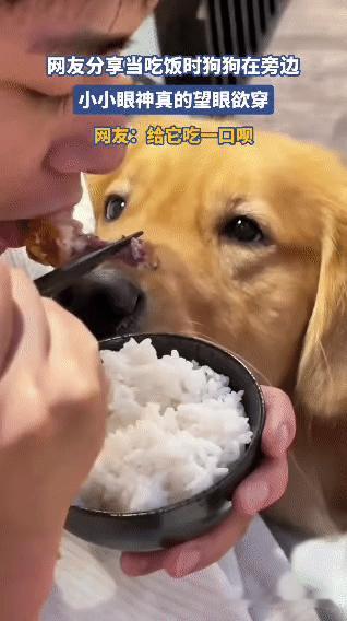 网友吃饭时，家里的金毛蹲在旁边寸步不离——圆溜溜的眼睛直勾勾盯着筷子上的肉，眼神