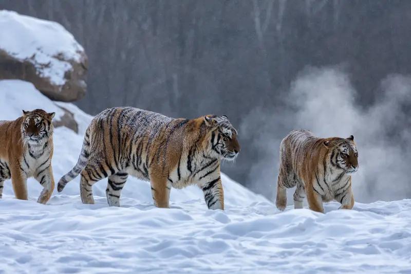 动物园猛兽区月薪5万招聘司机,普通人能胜任吗?河南洛阳栾川竹海野生动物园以月薪