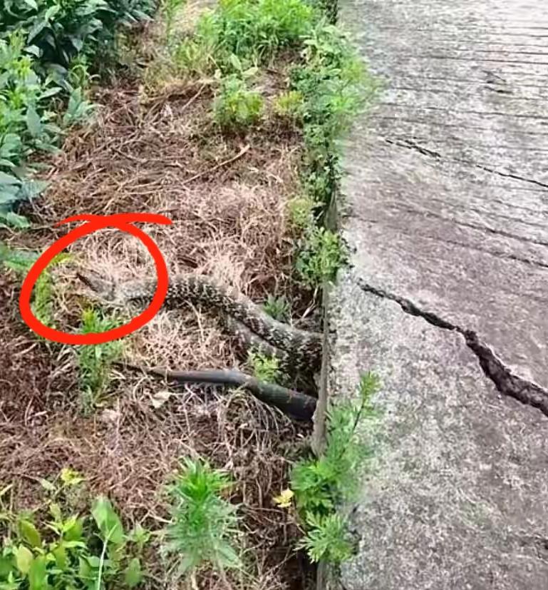 "太吓人!"贵州遵义一茶山公路裂缝里出现5条大蛇，最大的有人胳膊那么粗。有村民称