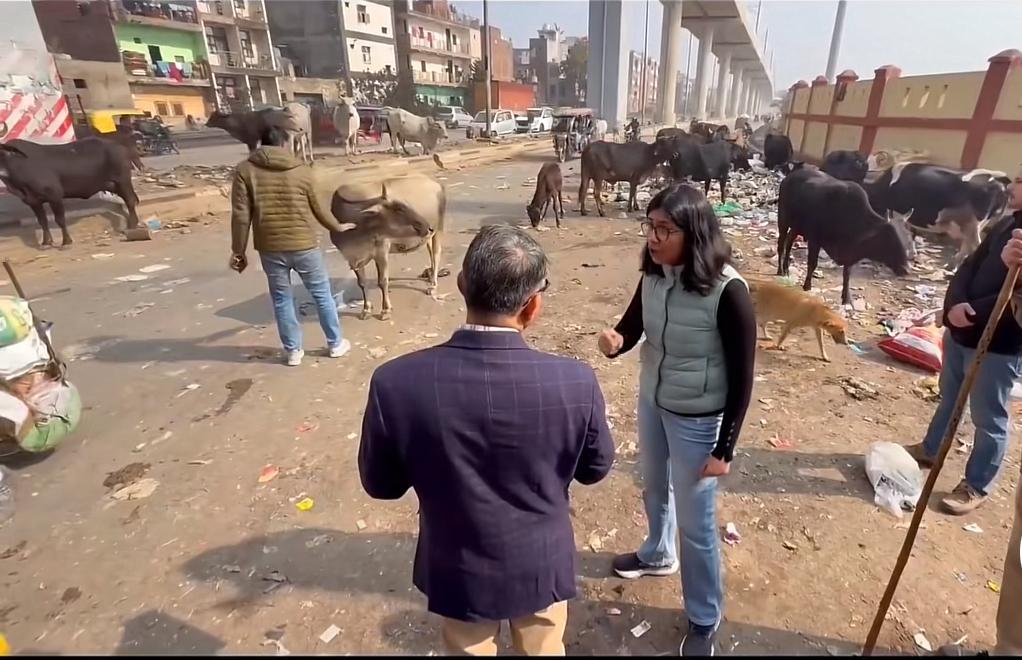 印度城市的流浪牛和垃圾泛滥，阻碍了交通，女官员看着眼前的混乱非常的愤怒，对着手下