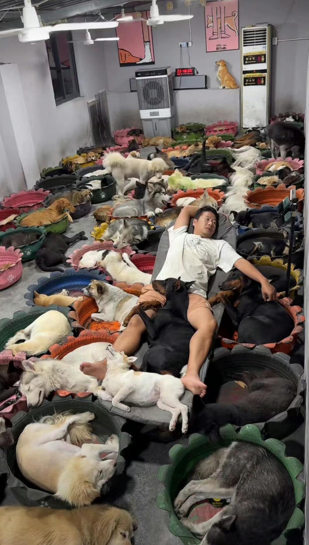 这图挺让人震惊的吧？跟这么多流浪猫狗在一起不怕吗？​​​