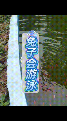 看到这个视频挺有意思。活这么大还是头回见兔子游泳！这只大白兔在水里扑腾得还挺像那