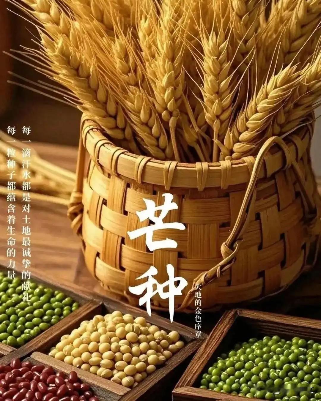 6月5日芒种至！农谚“芒种下雨，秋收堆满仓”，老话放到现在还管用吗6