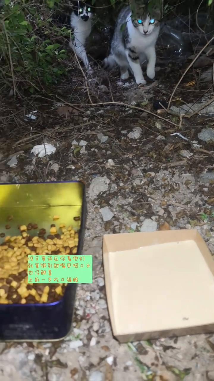 流浪猫伤人？咱们用事实说话。即便我投喂的流浪猫都认识我，但只要我在，你看它们，