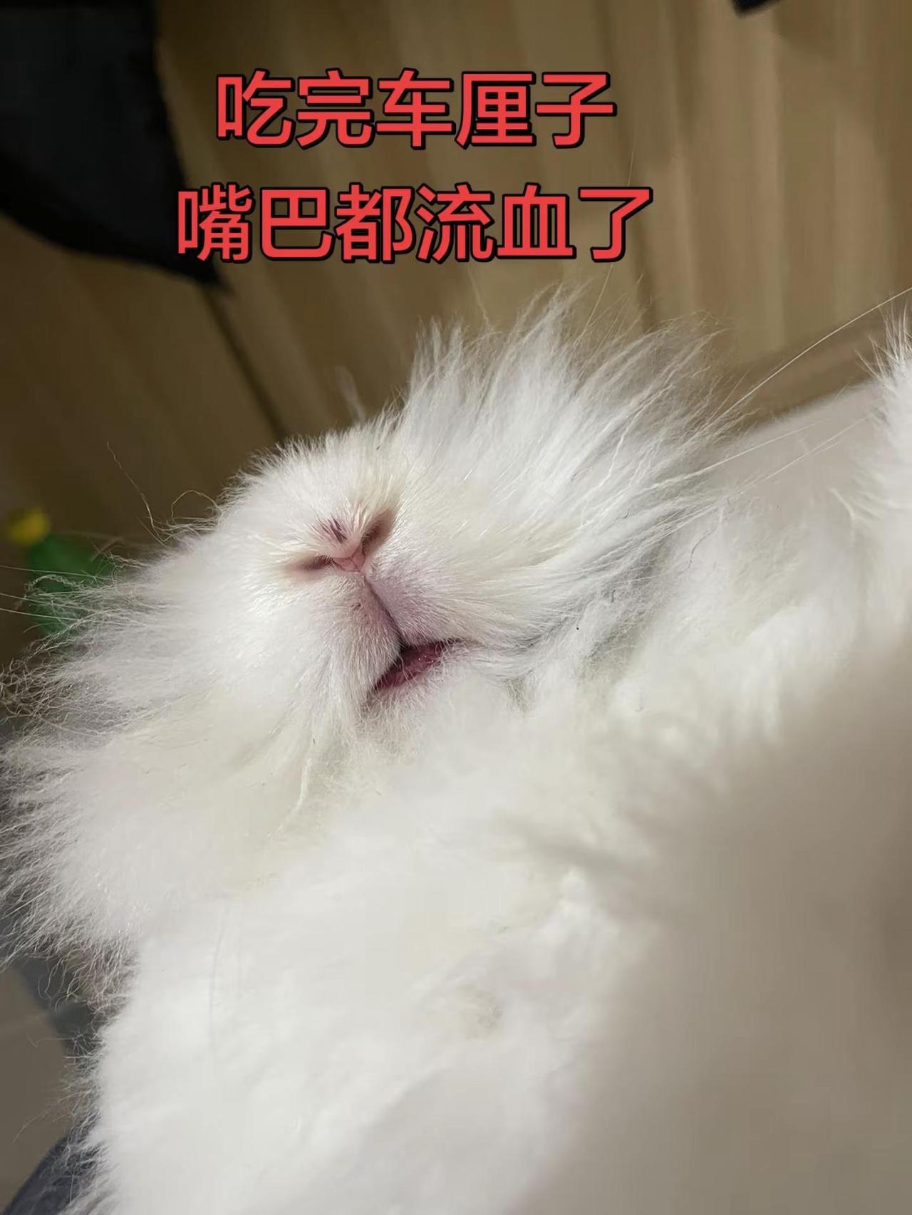 吃车厘子的兔子